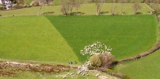 Rotational grazing shown to increase soil organic matter on Welsh farm Rotational grazing at Pendre scaled