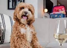 Welsh dog owners saved by pets through pandemic: Hilton launches new dog menu download 2021 05 07T140019.704