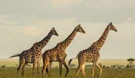 MYSTERY OF ‘PATCHWORK GRAZING’ BY GIRAFFES MAY HOLD CLUES TO WHY THEY ARE THREATENED WITH EXTINCTION SAY SCIENTISTS AT UNIVERSITY OF THE FREE STATE, SOUTH AFRICA download 2021 05 18T183101.892