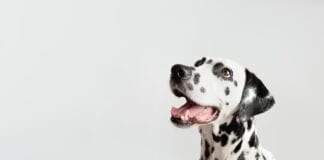 ALL IN A GOOD CLAWS – Mystery Dog Lover to donate up to £100k to charity oyrucj6g