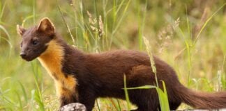 Pine Martens recorded in Carmarthenshire thanks to Brechfa Forest West Wind Farm pine marten