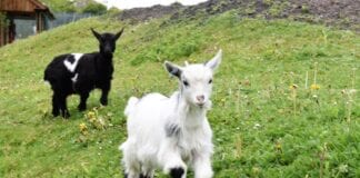 PYGMY GOATS JOIN SCHOOL ALPACAS TO BOOST PUPILS’ MENTAL HEALTH IN OUTDOOR CLASSROOM pygmy goats scaled