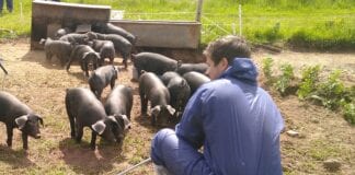 EXTRA BOOST FOR WELSH PIG KEEPERS vet