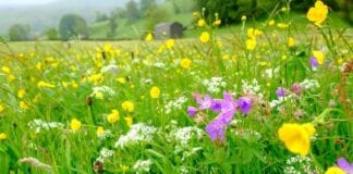 Pollinators protected during annual grass verge cuts 1380 920 087e99d1 7e61 4640 a732 878b301e20dd.jpg.gallery