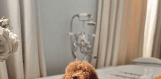 Mucky Pups: Experts share their top tips on grooming your dog at home 2 mygirlchaigirl