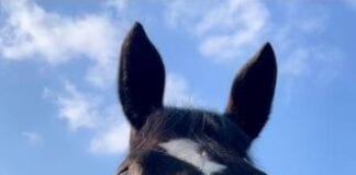 Horse Power – Southend Metro Bank colleagues support local animal sanctuary Marley donated unwanted tack and blankets