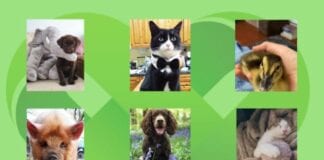 Elusennau Iechyd Hywel Dda ar gystadleuaeth anifeiliaid anwes yn lansio heddiw Pet Comp 2021 collage picture