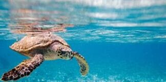 A TOAST TO THE TURTLES THIS WORLD SEA TURTLE DAY Turtle20