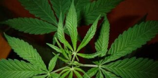 5 Mistakes You Should Not Commit While Growing Cannabis Seeds cannabis 1401124