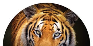 Animal Protection Agency calls for an urgent shake-up of how governments consult on animal welfare and conservation email signup tiger 4e758b9a187ab46538c9025c1c7dcffb