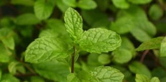 Why You Must Start Using Kratom In Your Weight Loss Journey? mint leafs 2 1375879