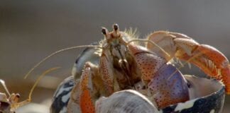 HOME SWAP TO SAVE HOMELESS HERMIT CRABS p029mzlb