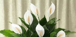 How to keep your home cool this summer peace lily
