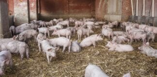 Cynhyrchwyr moch o Geredigion yn datblygu ei busnes yn broffesiynol gyda chymorth grant marchnata gan Menter Moch Cymru pig articles general pigs pig shed