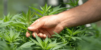7 Best CBD Stocks That Are Worth Your Investment unnamed 19