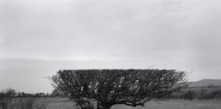 Calls to boost biodiversity in National Parks the focus of powerful photography exhibition at Oriel y Parc FlailedHawthornweb
