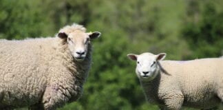 Weaning lambs at 12 weeks could help Welsh sheep farmers improve ewe condition in the run up to tupping this year Weaning lambs at 12 weeks could help Welsh sheep farmers improve ewe condition in the run up to tupping this year scaled