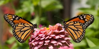 Butterfly species hard hit by changeable weather patterns – Big Butterfly Count 2021 content article profile image d92b55be9a8b7b0fe8e96d9d82cf361479f0ba5a 6123 1600x900