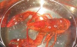 Lords propose ban on boiling lobsters alive images 21