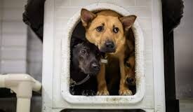 PAW JUSTICE: ‘JAW DROPPING’ STATISTICS REVEAL FAILURE TO TACKLE DOG THEFT IN WALES images