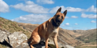 Suspected drink driver tracked for two miles by police dog pd storm