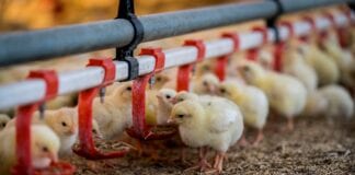 Chicken welfare: KFC leads while Subway & Starbucks lag behind xNuQ2Gg