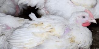 Charity launches legal challenge over Government’s failure to prevent use of FrankenChickens 0 PROD Screen Shot 2020 09 21 at 102532