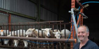 Sheep milk study points to important link between SCC and cheese yield Alan Jones Derwen Gam scaled