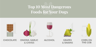 10 Most Dangerous Foods for Dogs: It’s not just chocolate you need to watch out for! Dangerous Dog Foods 01 01