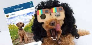 NEW STUDY REVEALS 27% OF PETS HAVE THEIR OWN SOCIAL MEDIA ACCOUNT JPR LEC 170216instadogs 01