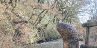 Lliw Reservoirs launch Wildlife Trail, ready for half term fun. Lliw Otter 1 scaled