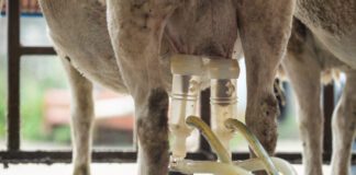 Astudiaeth llaeth defaid yn nodi cysylltiad pwysig rhwng Cyfrif Celloedd Somatig a chynhyrchion caws Milking sheep scaled