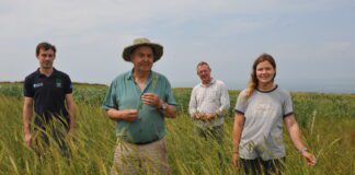 Crop trial shows benefits and challenges of growing ancient wheat varieties Owain Rowlands Gerald Miles Tony Little and Henny Lowth scaled
