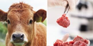 Lab-grown meat: Close to 20% of Britons and Americans are eager to try lab meat when it becomes available VegNews.LabGrownMeatCow