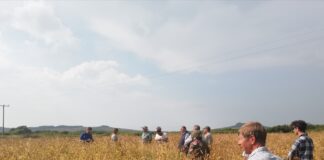Arbrawf cnydau’n dangos manteision a heriau tyfu mathau o rawn hynafol attendees at Caerhys open day