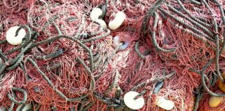 Letter to the Editor – To Save the Oceans We Must Stop Overfishing fishing net 998034 640