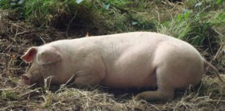 MENTER MOCH CYMRU HAS A POSITIVE IMPACT ON PIG BUSINESSES IN WALES hl 2769093536