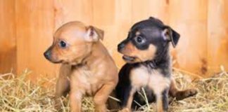 The Kennel Club urges Welsh dog breeders to respond to pet vending and dog breeding consultations images 26