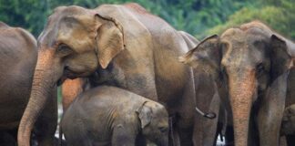You can help stop the torture and abuse of Asian Elephants ioqn0xc1ke57jut5knhi