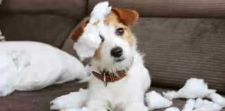 International Dog Day: The six most destructive dog breeds revealed naughty dog t