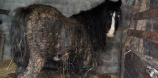 Council prosecutes Llandysul man over ‘horrific’ case of horse neglect pony 2 1