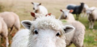 FUW Looks Forward To Royal Welsh Winter Fair After A 2 Year Absence sheep farm animals