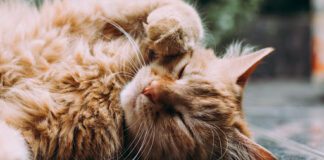 The Benefits of CBD Oil for Cats unnamed 58