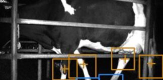 Digital eye detecting cow lameness in Welsh dairy farm trial 001 674 IMG Detection of carpal tarsa