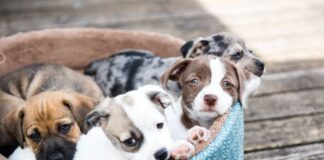 Trading Standards Investigation into illegal dog breeding 234809101 4228961350515783 6920935878020561393 n