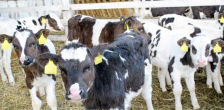 Dairy farm aiming to cut night calvings supported by Farming Connect project Dairy farm aiming to cut night calvings supported by Farming Connect project scaled