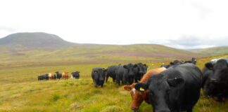THE WELSH GOVERNMENT NEEDS TO ENSURE WE “DO NOT SEE A BLANKET TREE PLANTING APPROACH”, SAYS MS JANET FINCH-SAUNDERS Hafod Las Cattle 4 Guto Davies 1
