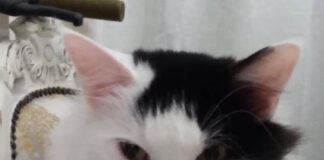 RSPCA Cymru issues appeal after “senseless” death of cat shot by air rifle IMG 0784