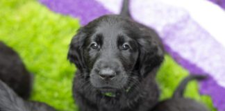 Kennel Club exposes ‘dangerous’ virtual puppy buying in Wales and urges reversal of pandemic bad habits Puppy i. Credit The Kennel Club scaled