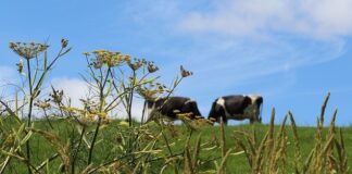 Welsh Government News: Rural Affairs Minister sets out timeline for future farm support RuralWales 2
